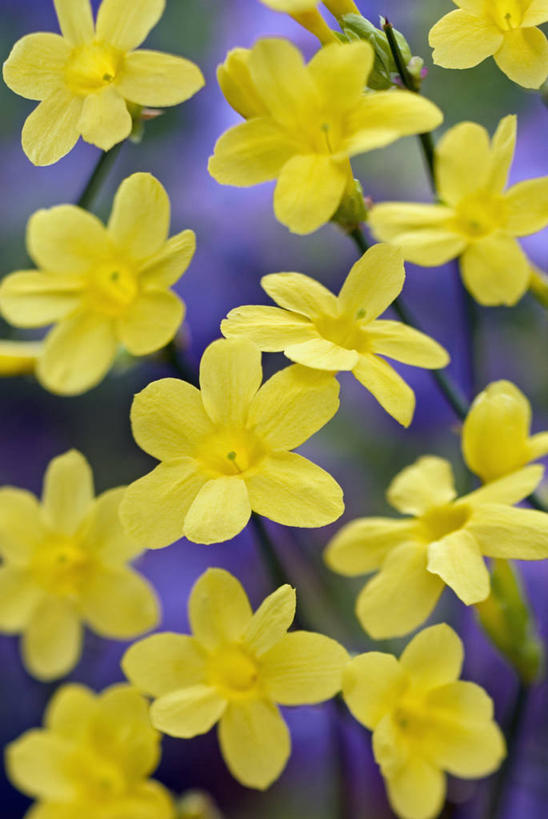 无人,竖图,室外,特写,白天,美景,植物,许多,紫色背景,景观,冬天,很多,花,花瓣,茉莉,黄色,紫色,自然,景色,摄影,灌木,清新,自然风光,全画面,全框架,全帧,全画幅