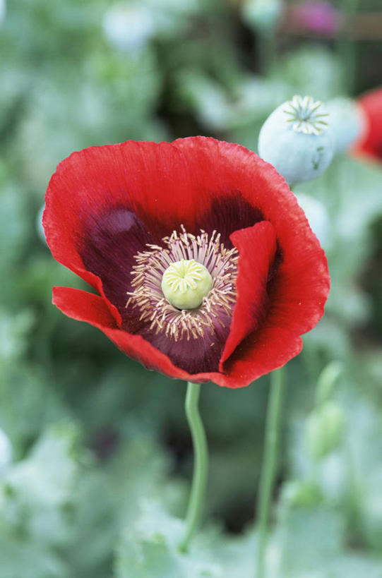 无人,竖图,室外,特写,白天,美景,植物,罂粟,盛开,景观,花蕾,花,花瓣,花朵,鲜花,一朵,红色,自然,花苞,花蕊,景色,摄影,自然风光