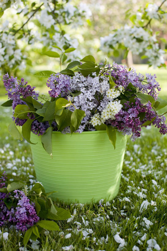 无人,竖图,室外,白天,美景,植物,丁香花,静物,景观,花,自然,花束,春天,景色,摄影,清新,自然风光