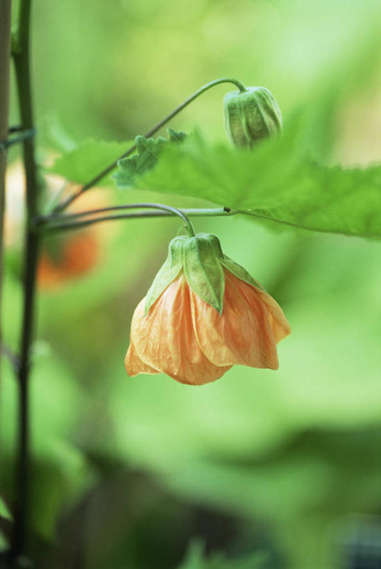 无人,竖图,室外,特写,白天,美景,植物,景观,花,自然,橙色,景色,摄影,清新,自然风光,苘麻