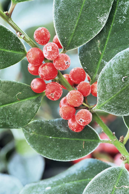 无人,竖图,室外,特写,白天,美景,植物,浆果,圣诞节,景观,冬天,霜,冬青树,红色,自然,景色,寒冷,季节,摄影,清新,自然风光