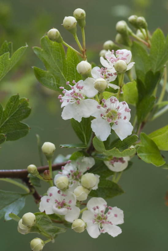 无人,竖图,室外,特写,白天,美景,植物,景观,野花,枝,花,花朵,粉色,白色,自然,春天,山楂树,景色,季节,摄影,生长,灌木,环境,自然风光,苍白,落叶树,树篱,彩图,全画面,全框架,全帧,全画幅