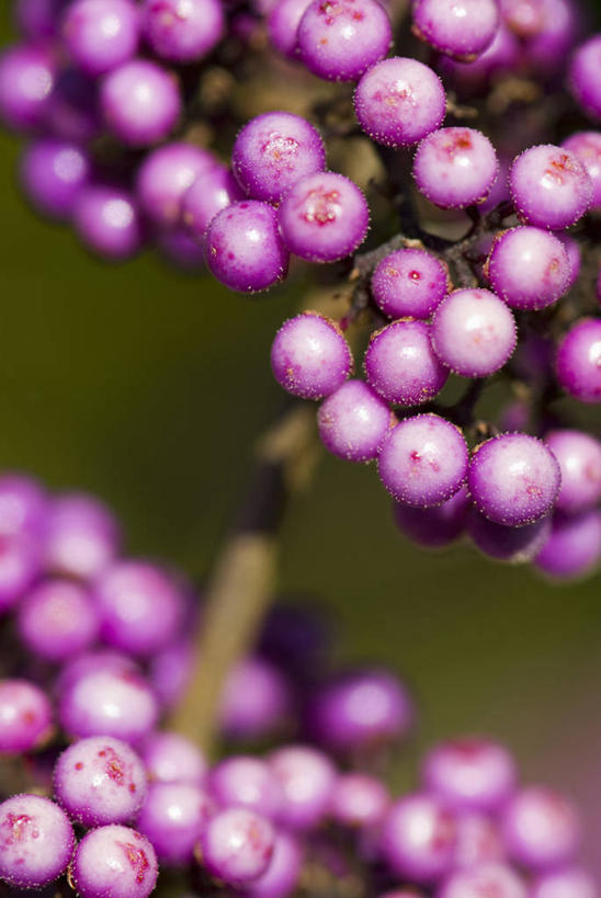 无人,竖图,室外,特写,白天,留白,美景,植物,浆果,水果,丰富,景观,食品,种子,紫色,自然,景色,摄影,灌木,环境,自然风光,柔焦,落叶树,紫珠,秋天,彩图,全画面,全框架,全帧,全画幅,月