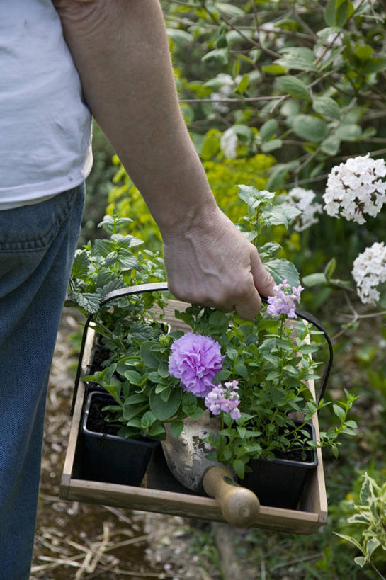 成年人,手,一个人,竖图,室外,特写,白天,美景,植物,花盆,仅一个女性,一把,朦胧,模糊,木制,花坛,篮子,塑胶,景观,园艺,餐盘,拿着,设备,物品,花,背面,自然,容器,夏天,职业,景色,人体,摄影,生活方式,部分,环境,关爱,运送,自然风光,矮牵牛花,泥铲,女人,女性,步行,彩图,全画面,全框架,全帧,全画幅