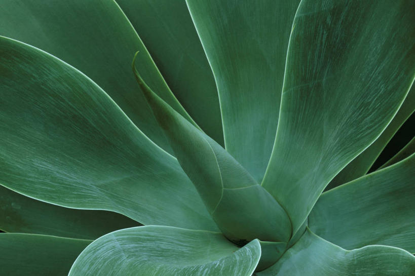 无人,横图,室外,特写,白天,留白,微距,美景,植物,龙舌兰,叶子,景观,自然,景色,摄影,生长,希望,部分,环境,气候,热带气候,清新,自然风光,肌理,式样,番麻,彩图,全画面,全框架,全帧,付出,肉质植物,全画幅,龙舌掌