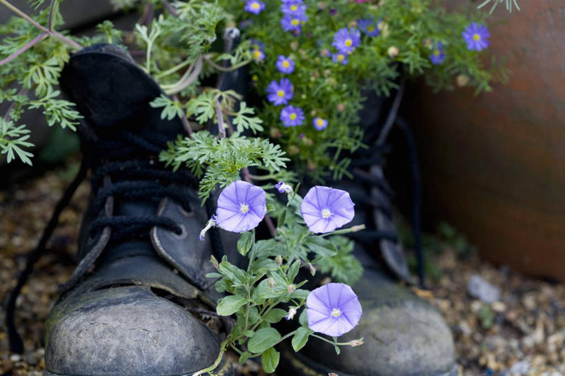 无人,横图,室外,特写,白天,留白,美景,植物,喇叭花,鞋子,花盆,花坛,景观,园艺,靴子,花,花瓣,蓝色,自然,容器,夏天,景色,摄影,环境,草本,自然风光,柔焦,循环利用,环境保护,彩图,打破碗花,打碗花,篱打碗,篱打碗花,篱天剑,旋花