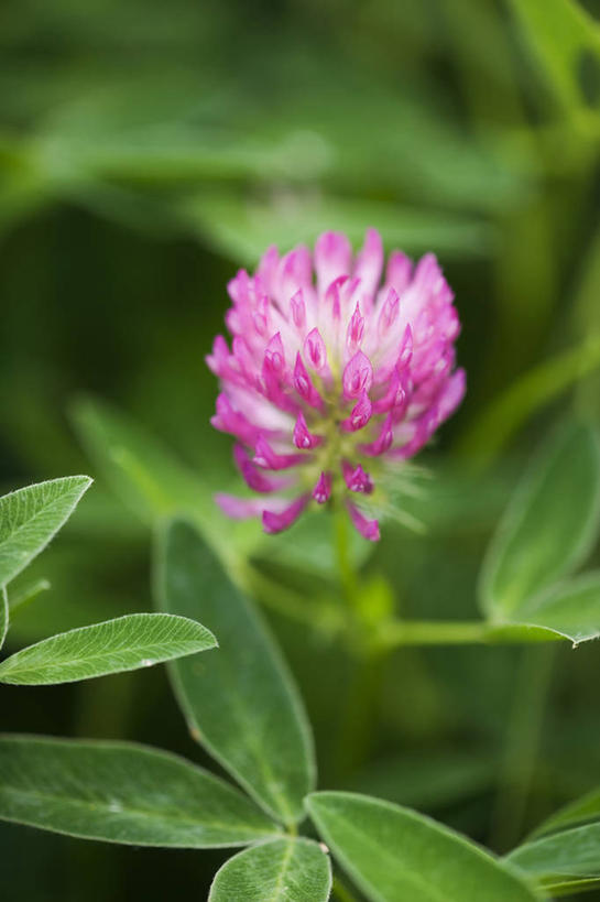 无人,竖图,室外,特写,白天,留白,幸福,美景,植物,叶子,景观,三叶草,野花,花,花瓣,粉色,自然,夏天,景色,摄影,环境,草本,清新,自然风光,柔焦,车轴草,苜蓿,彩图,全画面,全框架,全帧,全画幅