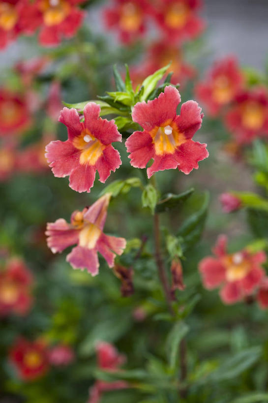 无人,竖图,室外,特写,白天,留白,美景,植物,景观,花,花瓣,黄色,红色,自然,夏天,橙色,景色,摄影,灌木,环境,清新,自然风光,柔焦,猴面花,彩图