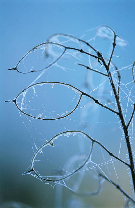 无人,竖图,室外,特写,白天,留白,美景,植物,堆积,蓝色背景,形状,蜘蛛网,公文包,线,正方形,冰,景观,冬天,茎,种子,光亮,天气,霜,蓝色,黑色,自然,景色,寒冷,季节,摄影,生长,轮廓,环境,明亮,风化,死亡,脆弱,自然风光,柔焦,殒命,灭亡,风蚀,石化,风蚀地貌,岩石层,设计,岩石,彩图,二年生植物