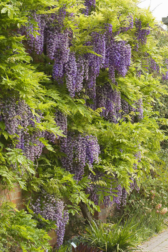 无人,攀登,竖图,室外,白天,留白,美景,植物,叶子,墙,景观,紫藤,花,花瓣,紫色,自然,夏天,景色,摄影,灌木,自然风光,彩图,全画面,全框架,全帧,全画幅