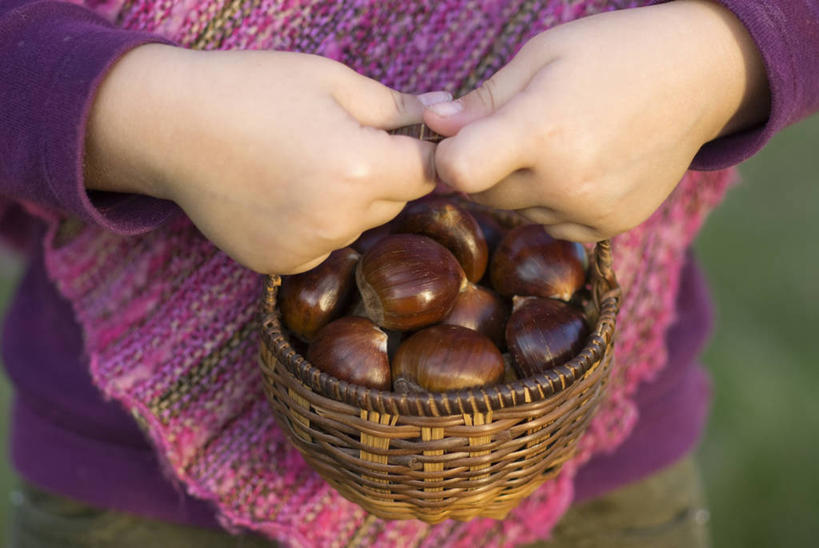 西方人,儿童,手,一个人,横图,室外,特写,白天,留白,正面,纯洁,农业,农作物,美景,欧洲,欧洲人,仅一个女性,仅一个人,朦胧,模糊,篮子,景观,园艺,栗子,生食,食品,坚果,褐色,织物,饮品,拿着,设备,饮食,物品,食物,饮料,小孩,自然,仅一个小孩,景色,可爱,童年,童趣,人体,摄影,生活方式,柳条,可口,清新,自然风光,选择,童真,烂漫,无邪,收集,适口,天真,女孩,女人,女性,白种人,孩子,彩图,女生,对焦,机织物,坚果壳