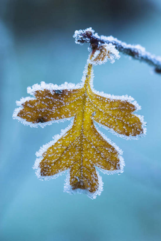 无人,竖图,室外,特写,白天,留白,美景,植物,叶子,冰,景观,冬天,褐色,枝,天气,霜,一个,黄色,自然,山楂树,景色,寒冷,季节,转,摄影,生长,单个,灌木,脆弱,自然风光,改变,落叶树,秋天,彩图,对焦
