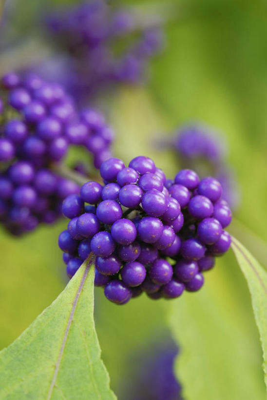 无人,竖图,彩色,室外,特写,白天,美景,植物,浆果,景观,紫色,自然,景色,季节,摄影,灌木,五颜六色,色彩斑斓,自然风光,五彩缤纷,落叶树,五彩斑斓,紫珠,五光十色,秋天,彩图,全画面,全框架,全帧,全画幅,对焦