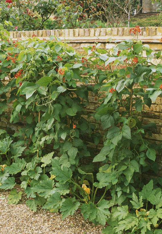 无人,菜园,竖图,室外,白天,美景,植物,蔬菜,景观,食品,饮品,饮食,食物,饮料,自然,景色,摄影,可口,自然风光,红花菜豆,适口,胡瓜,彩图,对焦