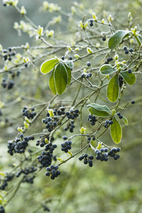 无人,竖图,室外,白天,留白,美景,植物,浆果,景观,冬天,枝,霜,黑色,自然,春天,景色,摄影,生长,灌木,自然风光,柔焦,落叶树,女贞,彩图,对焦