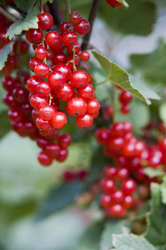 无人,竖图,室外,特写,白天,留白,美景,植物,浆果,景观,食品,饮品,饮食,食物,饮料,红色,自然,夏天,景色,摄影,生长,灌木,明亮,可口,清新,自然风光,柔焦,红醋栗,落叶树,适口,彩图,对焦