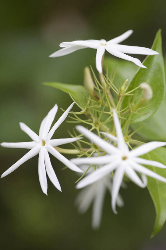 无人,攀登,竖图,室外,特写,白天,留白,美景,植物,景观,花,花瓣,茉莉,白色,自然,星形,景色,摄影,生长,灌木,热带气候,清新,自然风光,柔焦,苍白,彩图,对焦