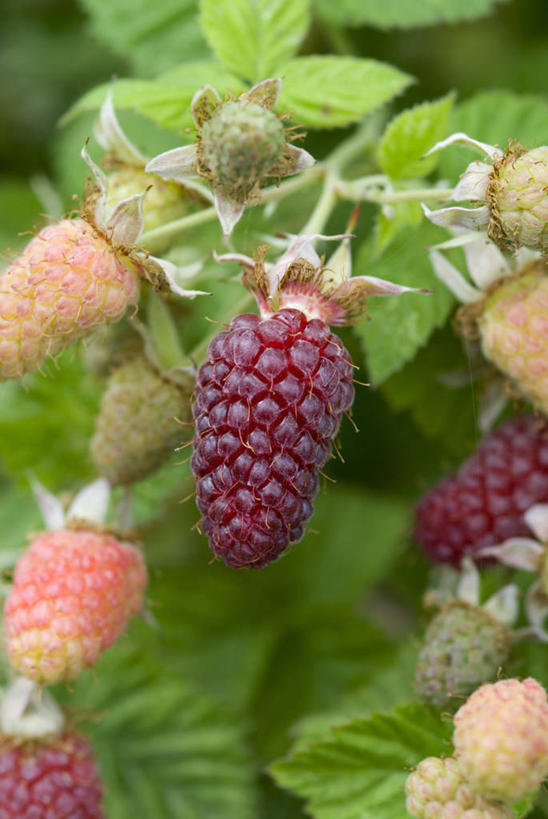 无人,竖图,室外,特写,白天,留白,美景,植物,浆果,水果,景观,生食,食品,饮品,饮食,食物,饮料,粉色,红色,自然,夏天,景色,摄影,有机食品,生长,创造力,可口,清新,自然风光,适口,彩图,全画面,全框架,全帧,罗甘莓,全画幅,对焦