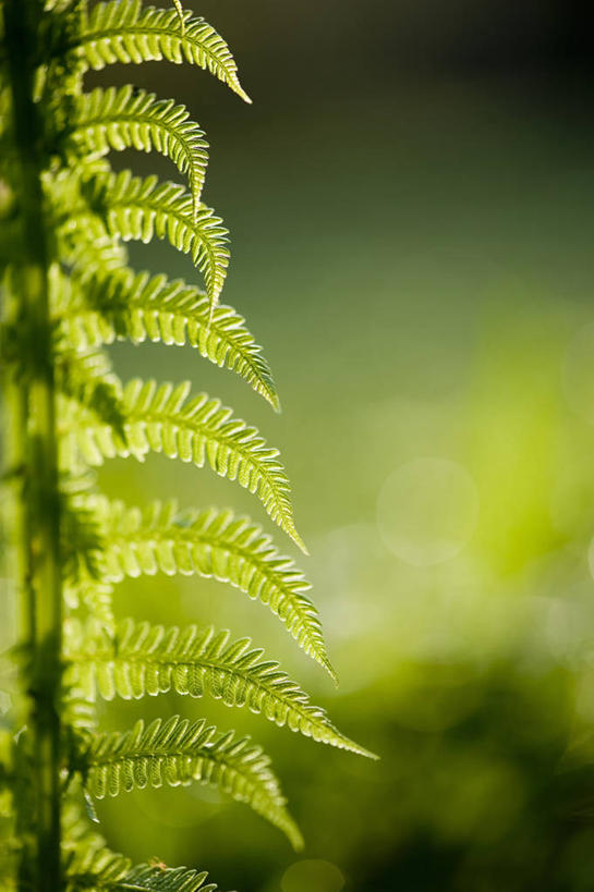无人,竖图,室外,特写,白天,留白,美景,树林,植物,叶子,景观,野花,绿色,自然,夏天,景色,摄影,生长,蕨类,明亮,脆弱,清新,自然风光,逆光,复叶,欧洲蕨,彩图,对焦