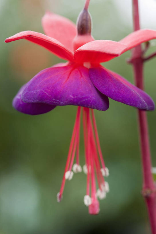 无人,竖图,彩色,室外,特写,白天,美景,植物,吊挂,悬挂,盛开,景观,挂,花蕾,花,花瓣,花朵,鲜花,一朵,红色,紫色,自然,花苞,花蕊,景色,摄影,生长,灌木,五颜六色,明亮,色彩斑斓,脆弱,雄蕊,清新,自然风光,柔焦,五彩缤纷,五彩斑斓,项坠,五光十色,拜伦,彩图,对焦
