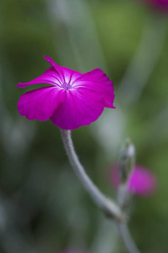 无人,竖图,彩色,室外,特写,白天,留白,美景,植物,景观,花,自然,夏天,景色,摄影,生长,五颜六色,色彩斑斓,清新,自然风光,五彩缤纷,蜡烛花,五彩斑斓,五光十色,彩图,多年生植物