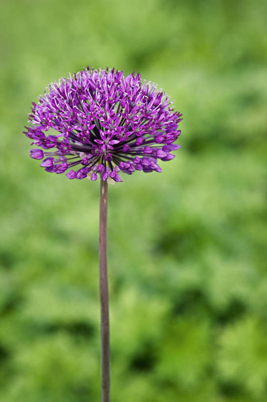 无人,竖图,室外,特写,白天,留白,美景,植物,蔬菜,新鲜,景观,食品,花,食物,一个,紫色,自然,花束,春天,球体,景色,摄影,有机食品,绿色食品,生长,单个,清新,自然风光,手摇花,彩图