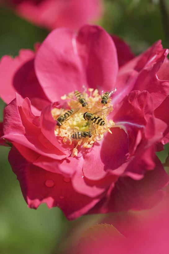 无人,竖图,室外,特写,白天,美景,玫瑰,野生动物,昆虫,景观,花,粉色,自然,夏天,景色,摄影,自然风光,花粉,授粉,收集,食蚜蝇,彩图