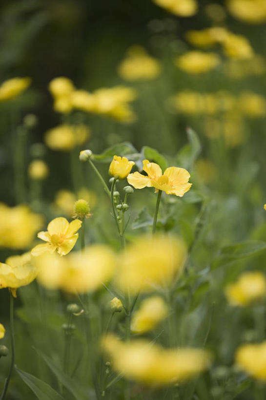 无人,竖图,室外,特写,白天,草地,美景,植物,景观,毛茛,野花,草药,药草,中药,花,黄色,自然,夏天,景色,摄影,自然风光,药材,中草药,中药材,本草,老虎脚爪草,鱼疔草,彩图