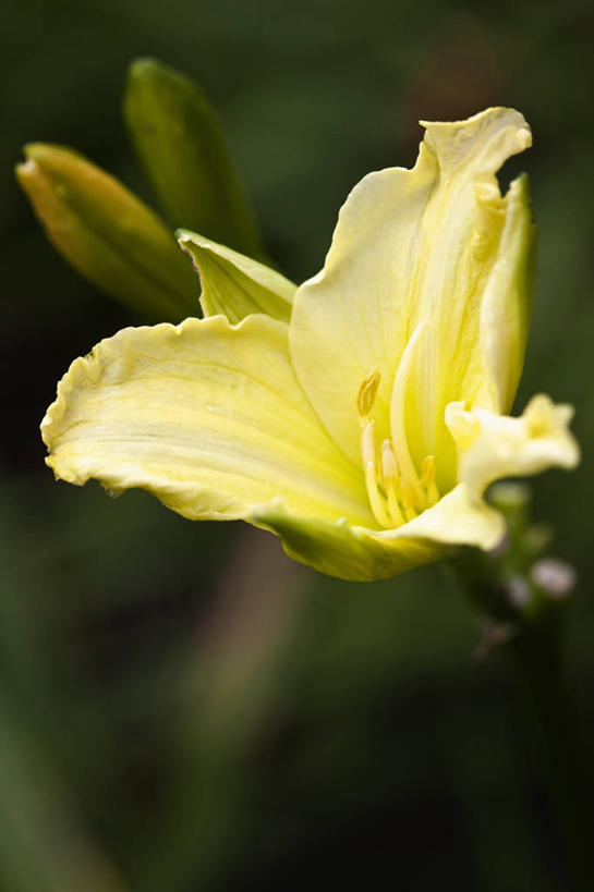 无人,竖图,室外,特写,白天,留白,美景,植物,萱草,开,景观,花,花瓣,一个,黄色,自然,夏天,景色,摄影,生长,单个,清新,自然风光,彩图,多年生植物