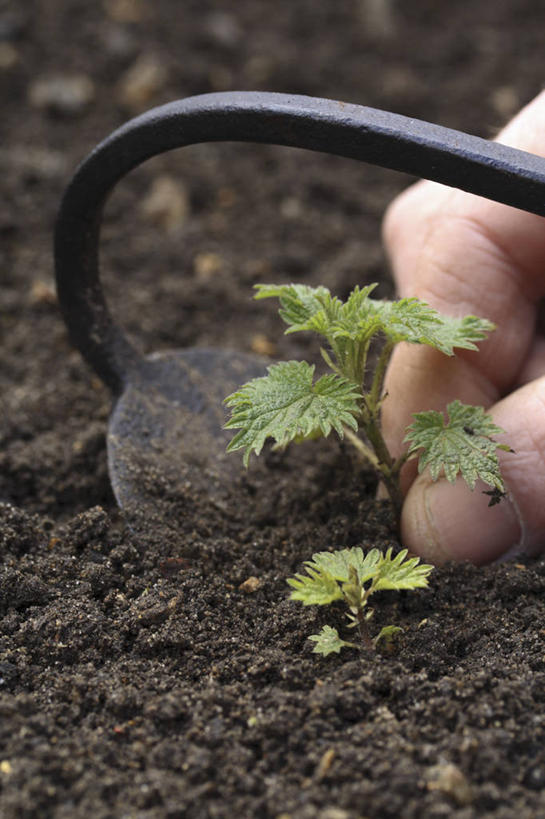 成年人,中年人,手,一个人,家庭,竖图,室外,特写,白天,美景,植物,仅一个男性,仅一个人,仅一个中年男性,种植,景观,园艺,设备,物品,花,自然,职业,温暖,温馨,一家人,景色,人体,摄影,部分,环境,和睦,锄头,除草,草本,关爱,自然风光,刺荨麻,男人,男性,中年男性,彩图,融洽,家务劳动