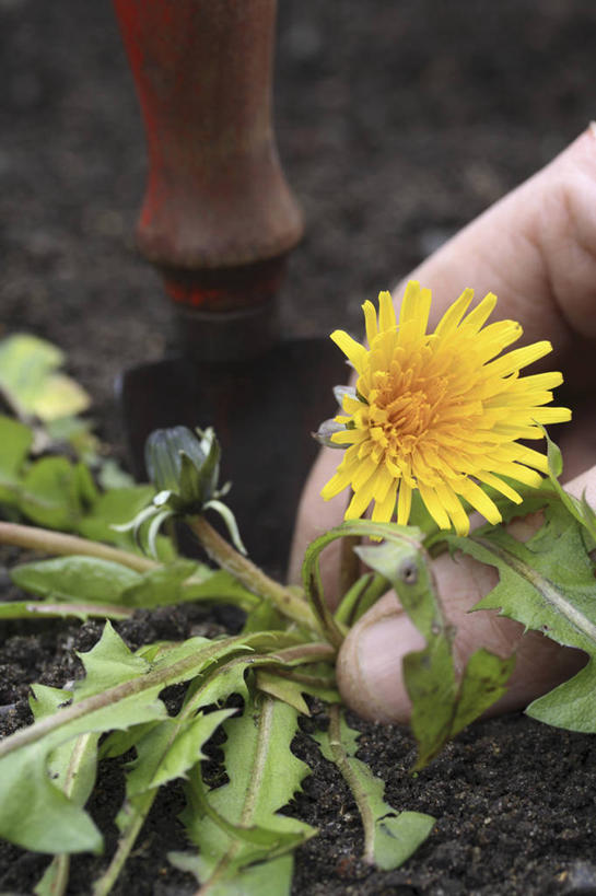 成年人,中年人,手,一个人,家庭,竖图,室外,特写,白天,美景,植物,蒲公英,仅一个男性,仅一个人,仅一个中年男性,景观,园艺,设备,物品,花,自然,职业,温暖,温馨,一家人,景色,人体,摄影,部分,环境,和睦,除草,关爱,自然风光,泥铲,男人,男性,中年男性,彩图,融洽,家务劳动