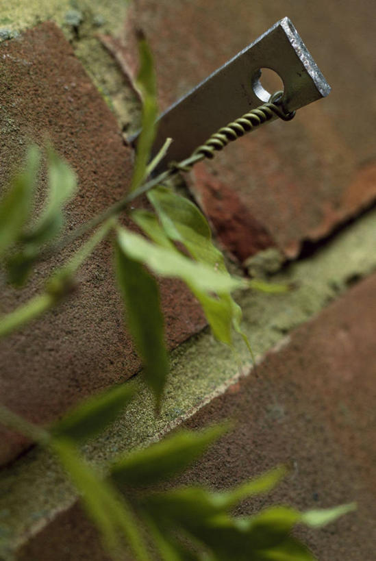 无人,攀登,竖图,室外,特写,白天,美景,植物,金属,墙,景观,紫藤,设备,物品,自然,景色,摄影,支撑,环境,吊钩,金属丝,自然风光,户外活动,彩图