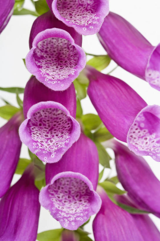 无人,竖图,彩色,室内,特写,留白,美景,植物,药,斑点,景观,花,花瓣,粉色,白色,自然,医疗用品,景色,摄影,五颜六色,环境,明亮,色彩斑斓,毛地黄,草本,清新,自然风光,五彩缤纷,五彩斑斓,式样,五光十色,彩图,全画面,全框架,全帧,影棚拍摄,全画幅,二年生植物