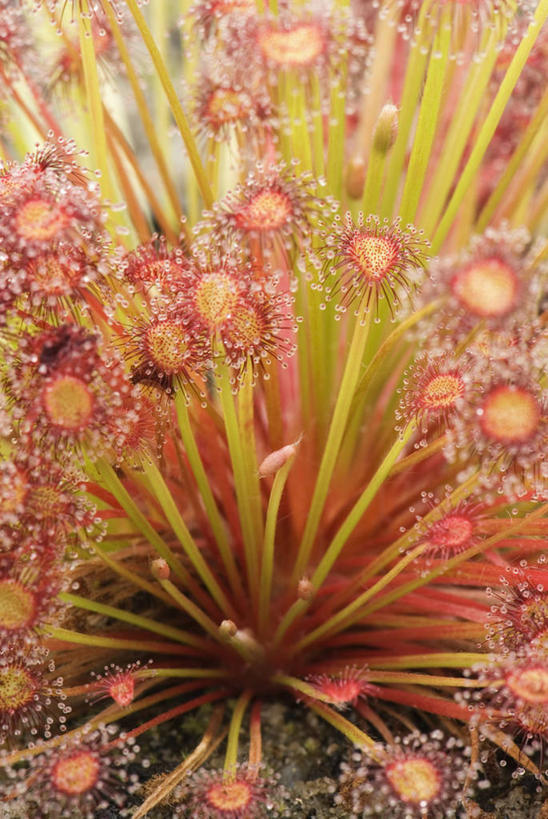 无人,竖图,室外,特写,白天,爱情,幸福,纯洁,热情,成功,胜利,美景,植物,玫瑰,叶子,装饰,捕食,景观,玫瑰花,浪漫,粉色,红色,绿色,自然,夏天,温暖,温馨,景色,恩爱,光彩,摄影,生长,成长,华丽,修饰,环境,点缀,和睦,气候,热带气候,清新,自然风光,奖牌,感动,荣誉,陷阱,奖品,衬托,美观,雅致,雅观,尊敬,荣耀,茅膏菜,光荣,天真,刺玫花,徘徊花,彩图,融洽