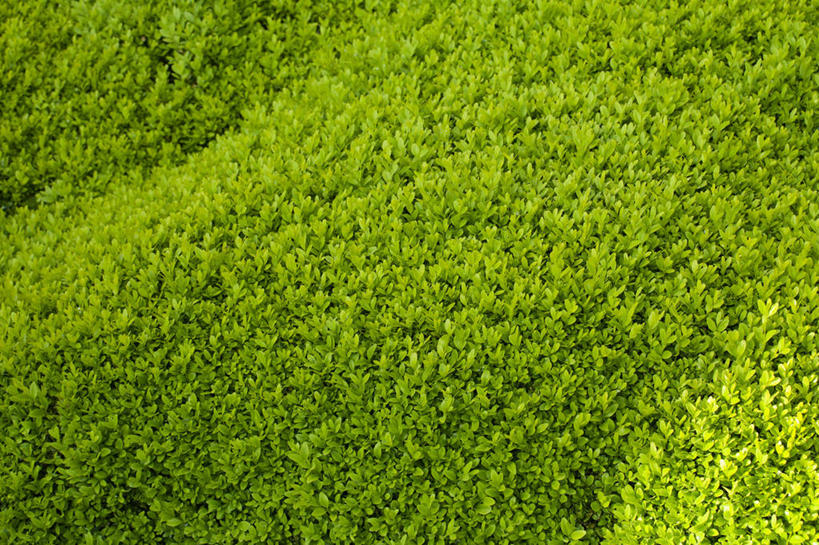 无人,横图,室外,特写,白天,背景,美景,植物,景观,绿色,自然,景色,摄影,生长,灌木,环境,清新,自然风光,边界,曲别针,常绿树,女贞,树篱,彩图,全画面,全框架,全帧,全画幅