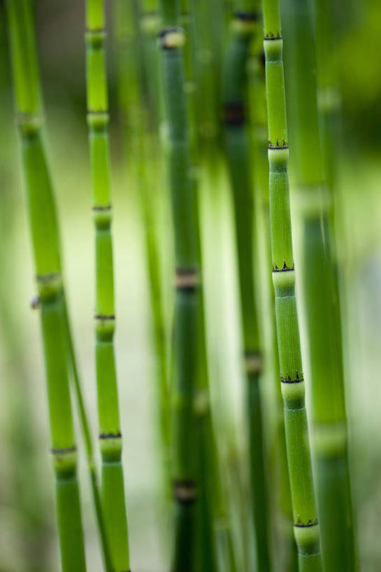 无人,站,竖图,室外,特写,白天,美景,植物,乐队,条纹,景观,茎,绿色,自然,景色,马尾,摄影,环境,清新,自然风光,灯心草,式样,彩图,多年生植物