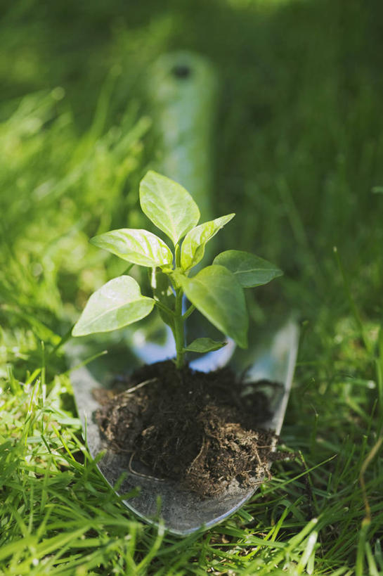 无人,竖图,室外,特写,白天,美景,植物,蔬菜,叶子,种植,新鲜,景观,泥土,园艺,食品,根部,草,食物,自然,职业,景色,摄影,有机食品,绿色食品,生长,环境,关爱,自然风光,秧苗,泥铲,开端,灯笼椒,彩图