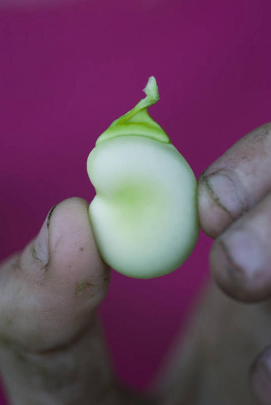 成年人,中年人,手,拇指,一个人,竖图,室外,特写,白天,农业,农作物,美景,植物,豆,蔬菜,贝壳,仅一个女性,仅一个人,粉色背景,景观,园艺,食品,蚕豆,拿着,饮食,一个,粉色,自然,夏天,仅一个中年女性,手指,景色,人体,摄影,单个,部分,环境,清新,自然风光,选择,女人,女性,中年女性,休闲活动,烹调,彩图