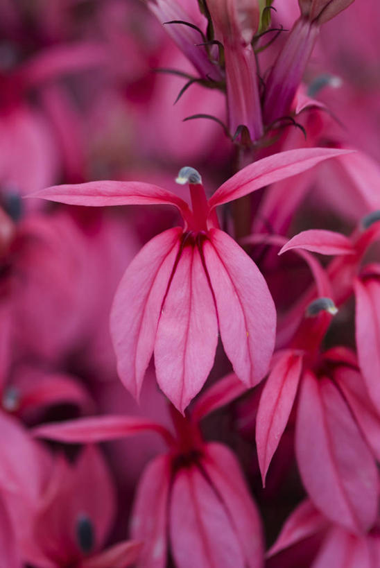 无人,竖图,室外,特写,白天,美景,植物,花坛,景观,花,花瓣,粉色,自然,夏天,景色,摄影,环境,明亮,清新,自然风光,彩图,半边莲属