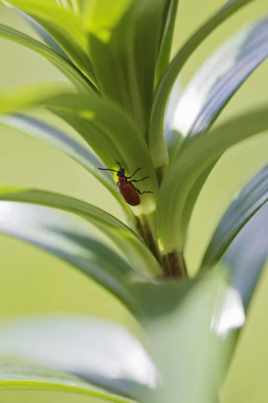 无人,竖图,室外,特写,白天,植物,昆虫,天牛,园艺,红色,自然,动物,摄影,问题,害虫,彩图,对焦