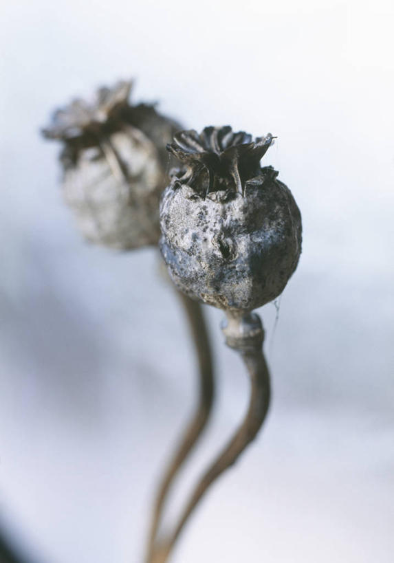 无人,竖图,特写,白天,留白,植物,罂粟,英国,冬天,褐色,干花,摄影,脆弱,柔焦,干的,彩图,对焦