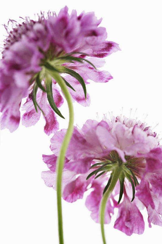 无人,竖图,特写,留白,白色背景,美景,植物,景观,茎,注视,花,花瓣,两个,粉色,自然,观察,看,景色,摄影,影棚,观看,察看,关注,清新,自然风光,摄影棚,逆光,轮峰菊,彩图,影棚拍摄,拍摄,对焦