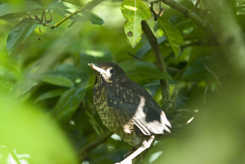 无人,横图,室外,特写,白天,留白,侧面,野生动物,叶子,日光,画眉,鸟类,斑点,褐色,枝,绿色,自然,夏天,摄影,栖息,灌木,柔焦,彩图,对焦