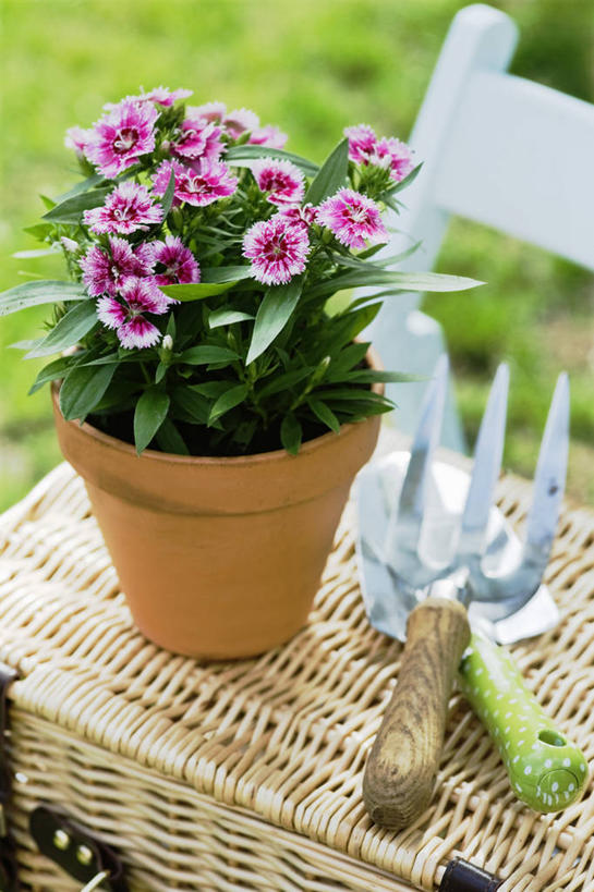 无人,交叉,竖图,室外,特写,白天,留白,美景,植物,竹子,静物,叶子,花盆,金属制品,竹制,编织,金属,工具,篮子,景观,园艺,花,花瓣,粉色,绿色,自然,容器,竹篮,夏天,四个,景色,摄影,生活方式,竹条,交织,泥刀,耙子,粘土,竹制品,清新,自然风光,柔焦,农具,泥铲,手工具,耕具,荷兰石竹,穿插,彩图,对焦