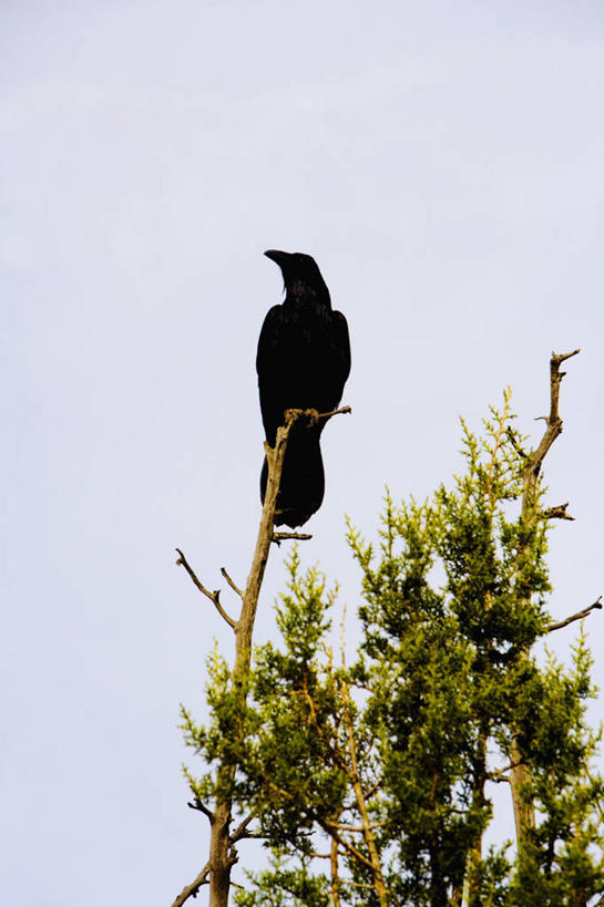 无人,竖图,室外,白天,仰视,植物,野生动物,鸟类,枝,图像,树,天空,动物,摄影,栖息,乌鸦,主题,视角,万里无云,构图,彩图,低角度拍摄,时空