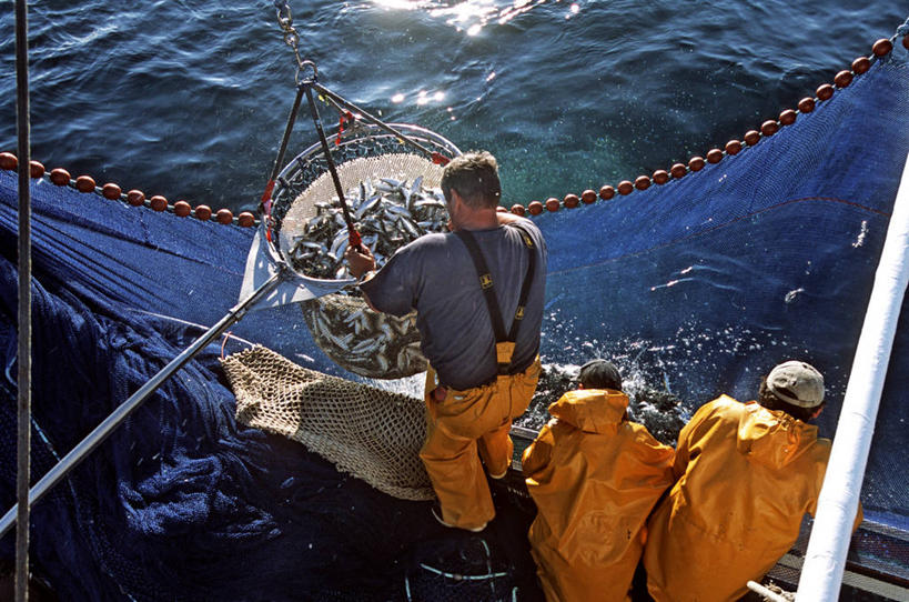 西方人,三个人,同事,渔夫,站,横图,俯视,室外,白天,工作服,制服,成功,合作,团队,集体,信心,海浪,海洋,帽子,法国,欧洲,欧洲人,一堆,许多,弯腰,阴影,堆叠,堆积,裤子,光线,鱼,影子,浪花,很多,注视,运动帽,队伍,鱼类,海洋生物,阳光,海水,低头,观察,看,站着,背带裤,鸭舌帽,渔网,观看,堆,渔具,察看,领导,布列塔尼,西欧,成就,关注,抓捕,法兰西,水生动物,捕捞,鱼网,水生物,合伙,领袖,海景,海底动物,法兰西共和国,拉网,捕捞工具,弯身,法兰西第五共和国,垂头,工作制服,布列塔尼地区,莫尔比昂省,基伯龙,基伯龙半岛,饭单裤,工装裤,男人,男性,中年男性,白种人,捕鱼人,打鱼人,大海,风浪,海,海水的波动,近岸浪,涌浪,站立,半身,彩图,高角度拍摄,工作套服