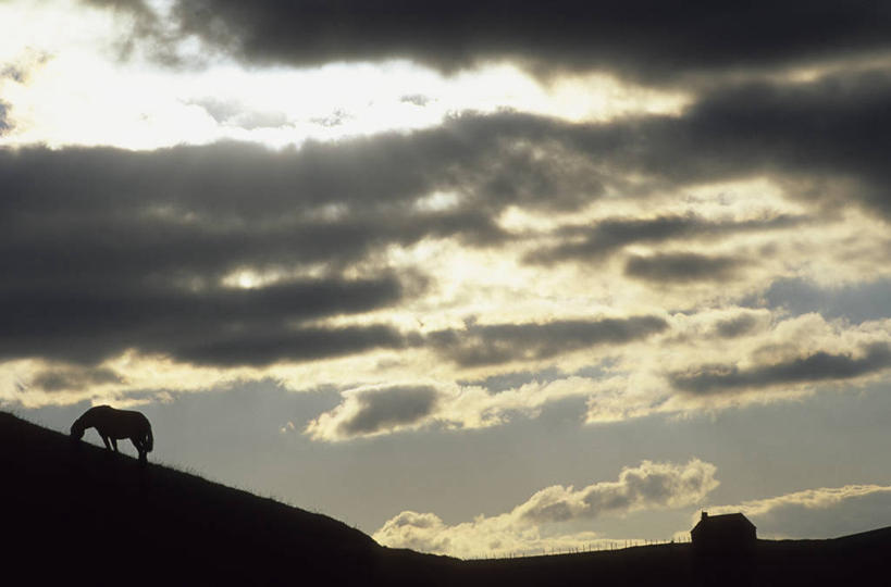 无人,家,站,吃,横图,室外,白天,仰视,旅游,度假,美景,山,山脉,马,野生动物,法国,欧洲,房屋,屋子,景观,山峰,山峦,背光,注视,娱乐,楼房,一匹,住宅,自然,动物,群山,低头,观察,看,站着,享受,休闲,景色,放松,运输,牲畜,观看,察看,西欧,关注,法兰西,自然风光,逆光,法兰西共和国,法兰西第五共和国,垂头,奥弗涅,奥弗涅大区,多姆山,嚼,食,站立,彩图,低角度拍摄,全身,房子