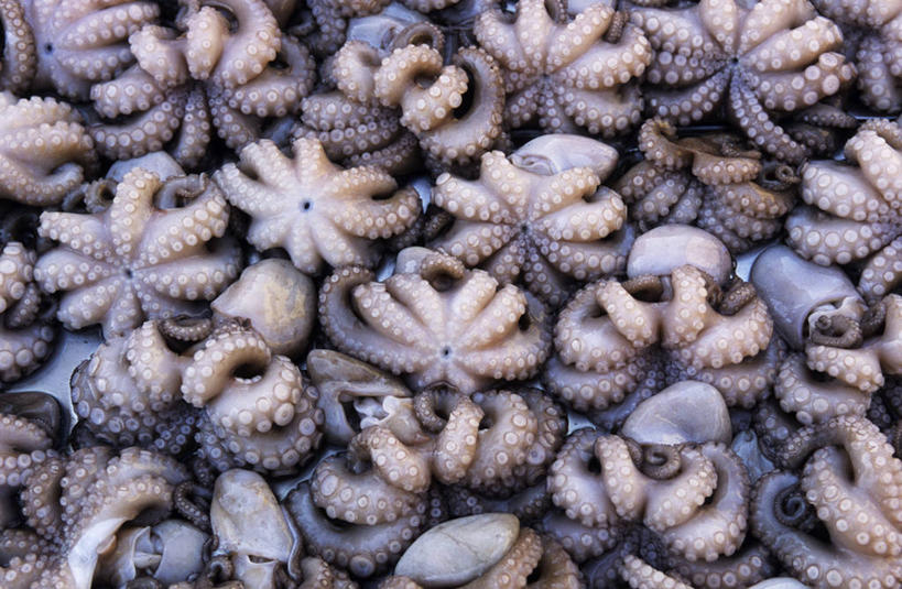 海鲜,无人,横图,俯视,室外,特写,白天,章鱼,一堆,许多,阴影,堆叠,堆积,反射,影子,很多,水产,海洋生物,堆,石吸,死牛,望潮,坐蛸,水生动物,海产品,水生物,海底动物,石居,八爪鱼,半身,彩图,高角度拍摄