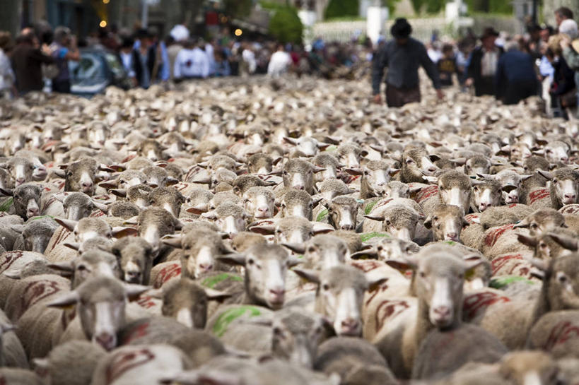 西方人,无人,站,横图,室外,白天,正面,旅游,度假,美景,植物,羊,法国,欧洲,欧洲人,一群,许多,服装,景观,很多,许多人,休闲装,娱乐,树,树木,衣服,绿色,自然,动物,站着,一群人,享受,休闲,休闲服,家畜,景色,放松,服饰,牲畜,生长,成长,西欧,法兰西,自然风光,圣雷米,法兰西共和国,法兰西第五共和国,罗纳河口,普罗旺斯.阿尔卑斯.蓝色海岸,普罗旺斯.阿尔卑斯.蓝色海岸大区,罗讷河口省,男人,男性,年轻男性,年轻女性,女人,女性,白种人,绵羊,站立,彩图