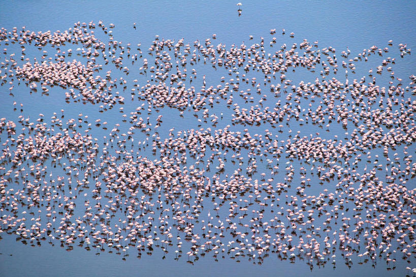 无人,公园,站,横图,俯视,航拍,室外,白天,旅游,度假,湖,湖泊,美景,水,鸟,非洲,肯尼亚,一群,许多,阴影,波纹,光线,红鹤,火烈鸟,鸟类,影子,湖面,景观,水流,水面,涟漪,很多,娱乐,倒影,水纹,阳光,自然,波浪,湖水,站着,享受,休闲,景色,放松,倒映,国家公园,鸟瞰,自然风光,首府,水晕,阿非利加洲,肯尼亚共和国,反照,纳库鲁湖国家公园,裂谷省,纳库鲁,安哥拉小红鹳,站立,半身,彩图,高角度拍摄,小红鹳,小火烈鸟